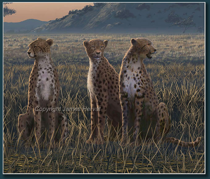 Detail view - three cheetahs stand watch